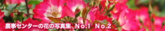 農事センターの花の写真集(No.1)(No.2)